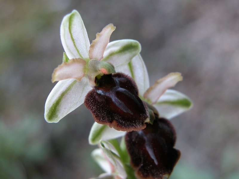 Ophrys praecox ? Corse Dscn1415