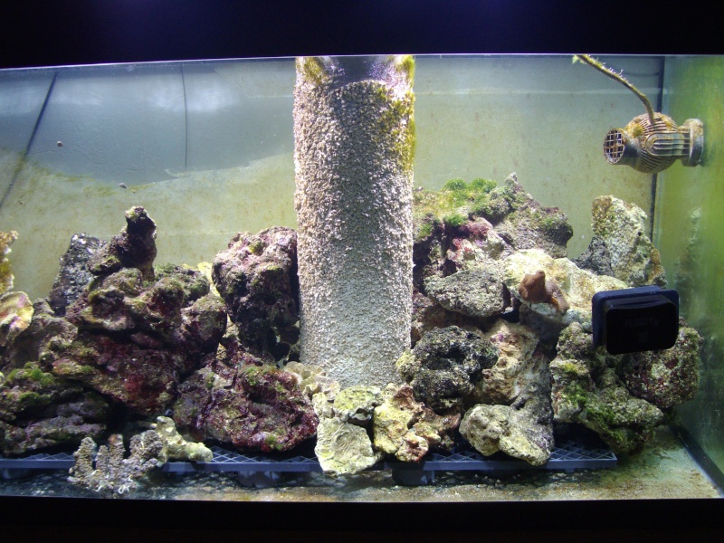 MON PROJET QUI DEBUTE (aquariums marins de 1000 litres,etudes,conception,photos) - Page 6 Imgp1210