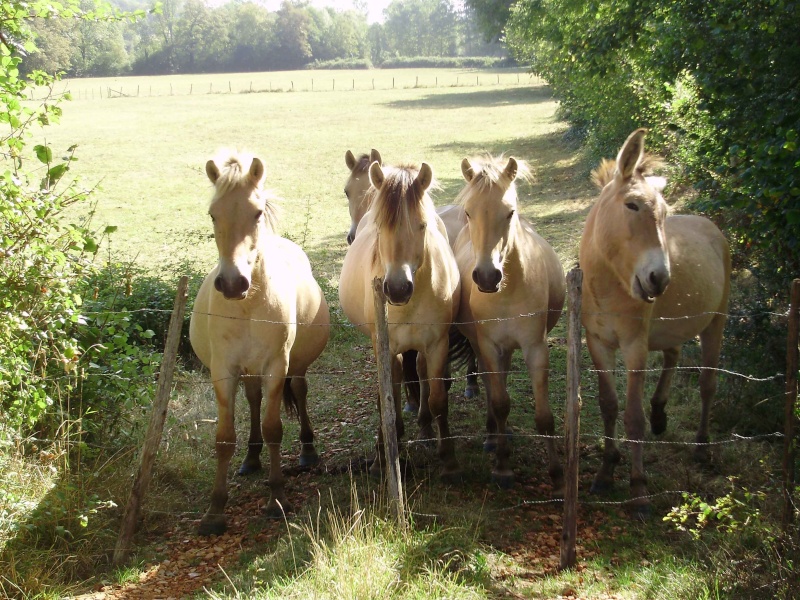 Mes poons Septem10