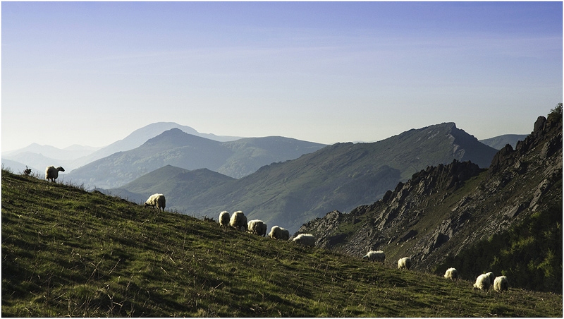 La montagne, des moutons... Mouton11