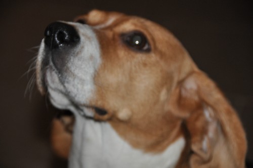 BOOPS, beagle femelle, 4 ans (92) Dsc_0011