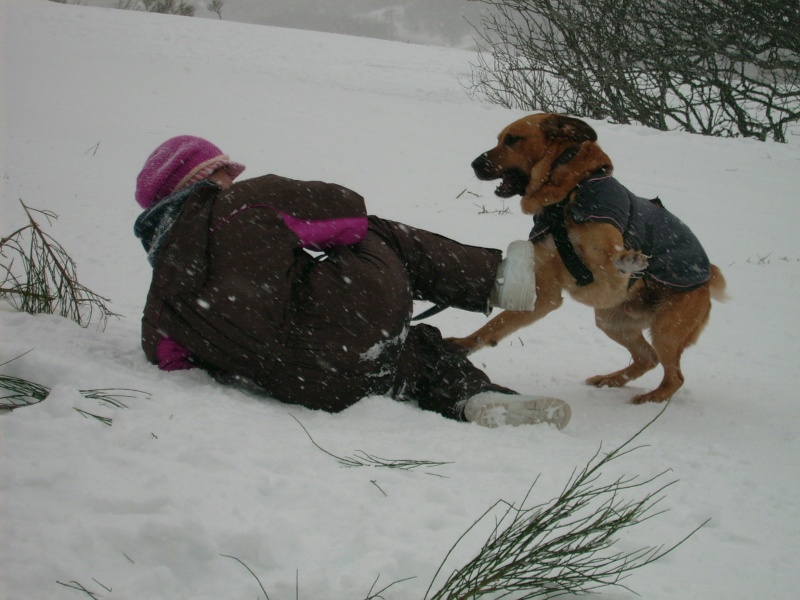 Mon chien T'Qui Dsci0028