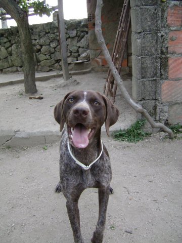 Os meus COMPANHEIROS de 4 patas Amy10