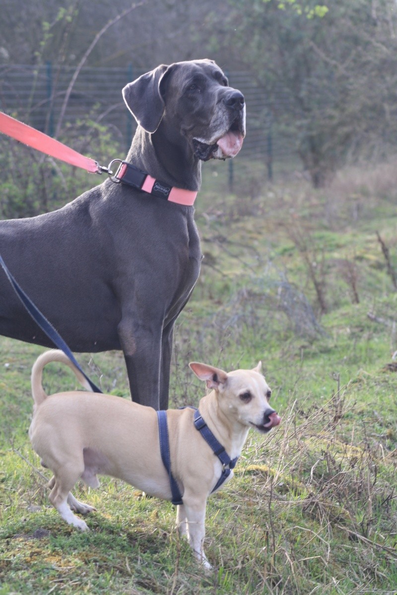 Choupette, Simba et Vanda au terrain de cross Img_8711