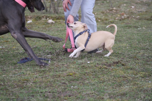 Choupette, Simba et Vanda au terrain de cross Img_8843