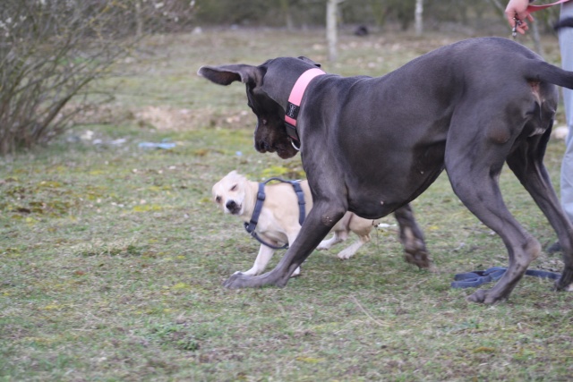 Choupette, Simba et Vanda au terrain de cross Img_8844