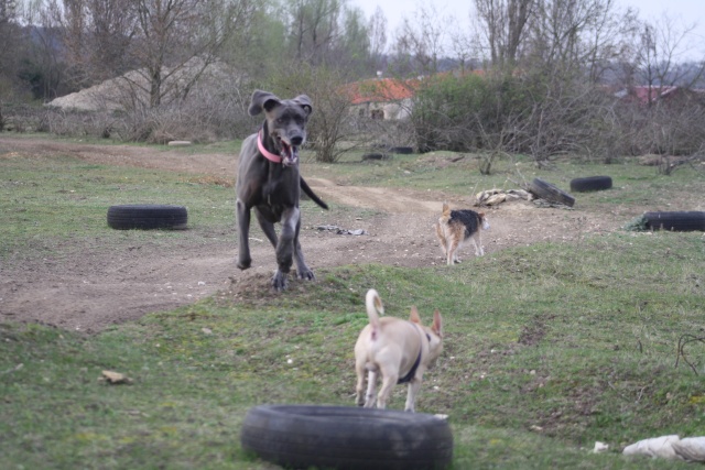 Choupette, Simba et Vanda au terrain de cross Img_8855