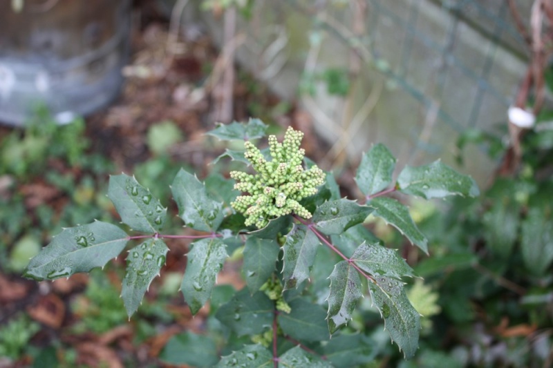 Concours mars 2010 : les bourgeons Mahoni10