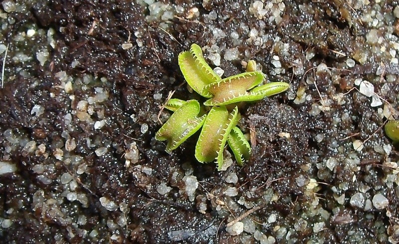 Dionaea "Cudo" Gedc1414