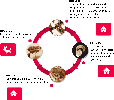 Pueden ser parsitos? Ciclo210