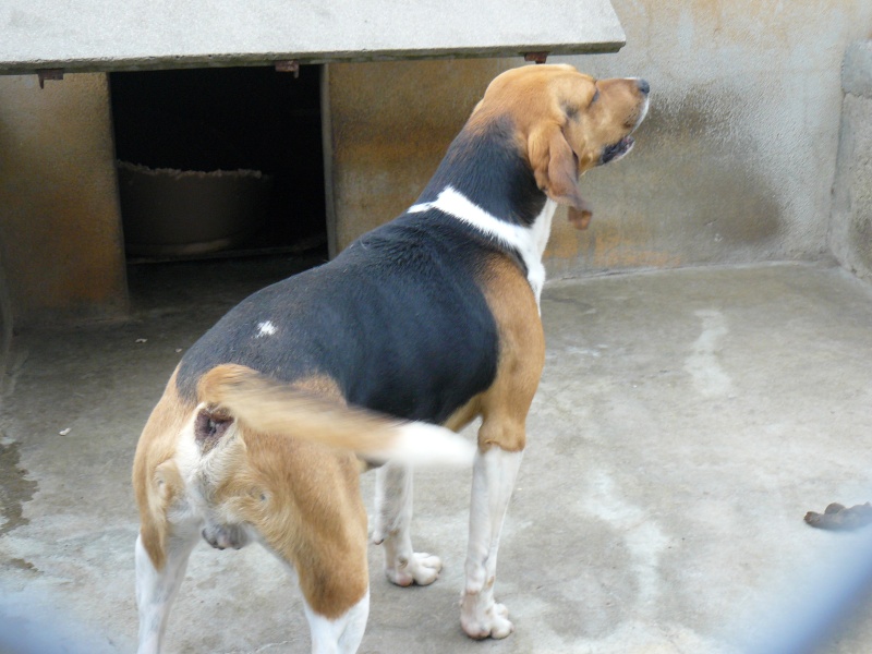 CHOUKA, beagle harrier, 9 ans (86) P1070416