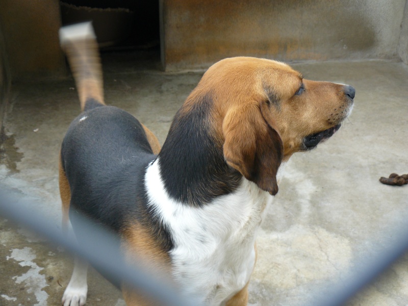 CHOUKA, beagle harrier, 9 ans (86) P1070417