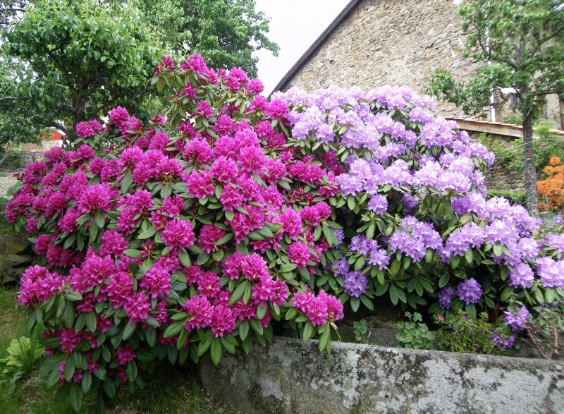 rhododendrons Imgp0010