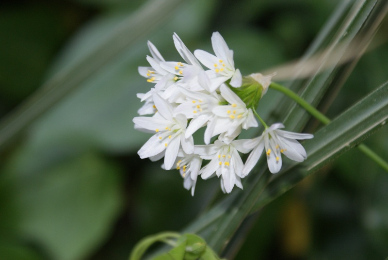 Les fleurs sauvages BLANCHES Dsc01710