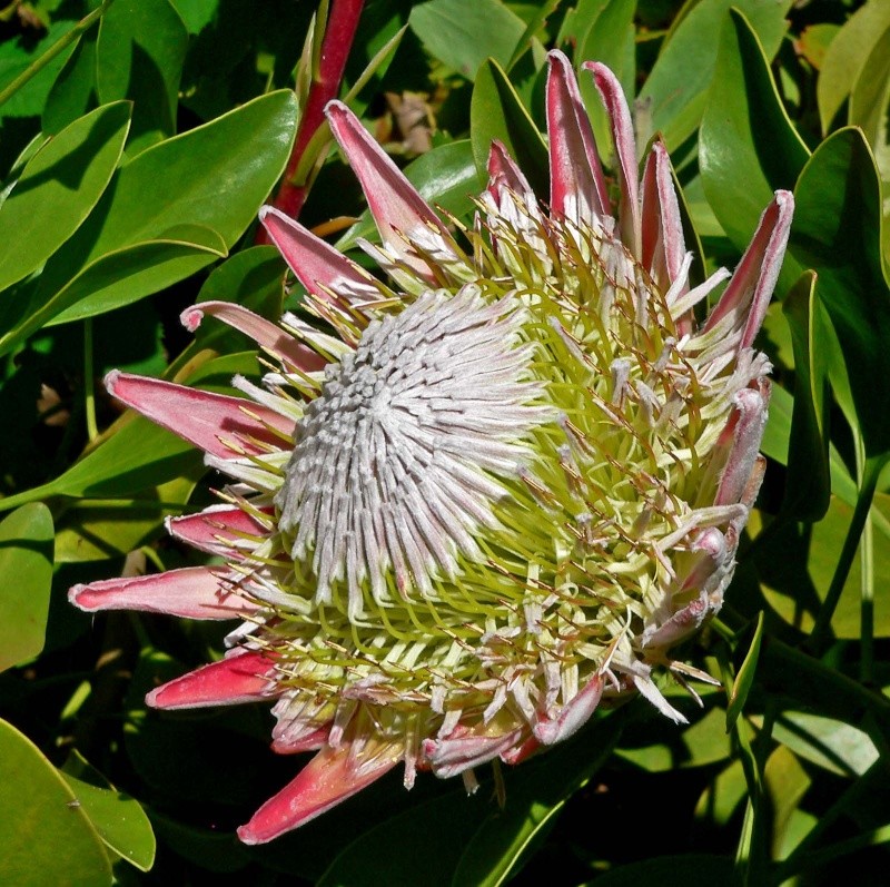 protea Protea10