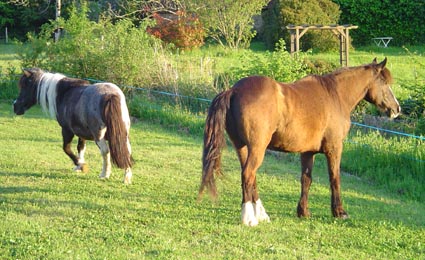 ARTHUR & AKIM - ONC poneys présumés nés en 1989 - adoptés en août 2009 par kalkita Arthur10