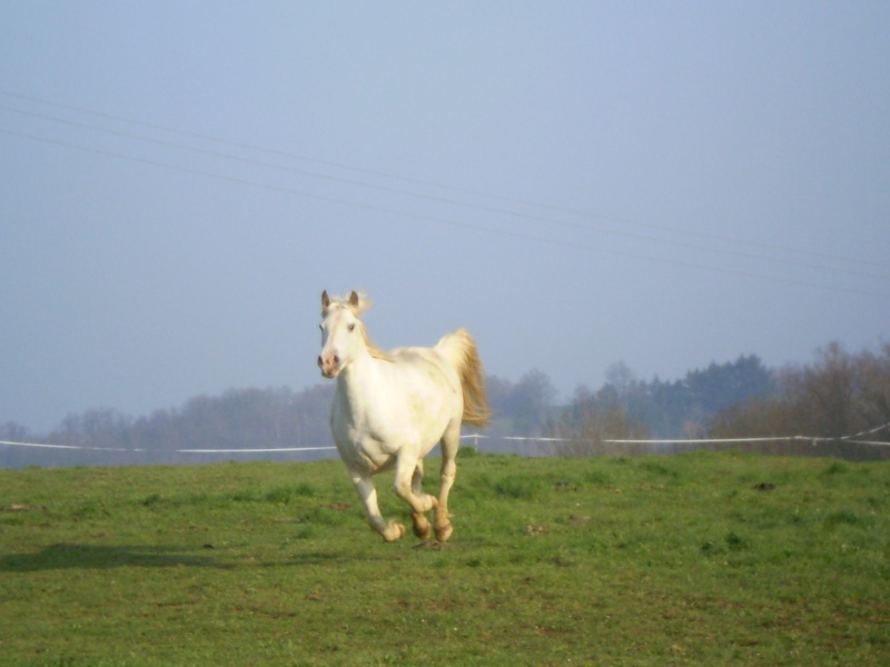 les animaux qui partagent notre vie P4100010