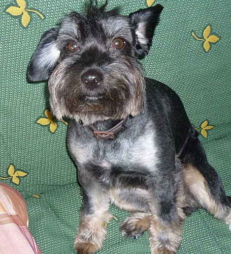 Sara - femelle croisée schnauzer Sara10