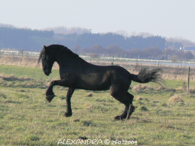 Mes chevaux frisons... P1250715