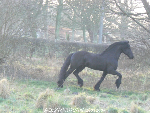 Mes chevaux frisons... P1260013