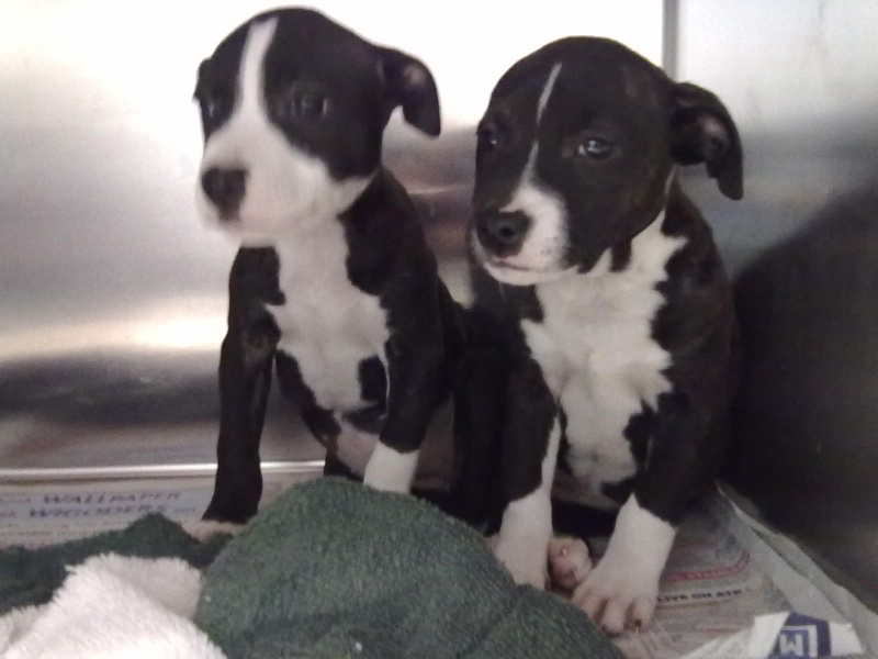 THREE 8 WEEK OLD PIT BULL PUPS LEFT TO DIE, NOW LOOKING FOR A KIND LOVING HOME?? Leeah_10