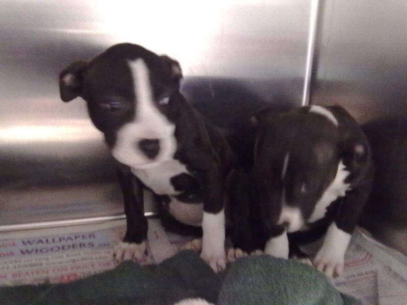 THREE 8 WEEK OLD PIT BULL PUPS LEFT TO DIE, NOW LOOKING FOR A KIND LOVING HOME?? Phone113