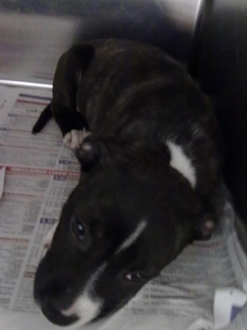 THREE 8 WEEK OLD PIT BULL PUPS LEFT TO DIE, NOW LOOKING FOR A KIND LOVING HOME?? Phone114