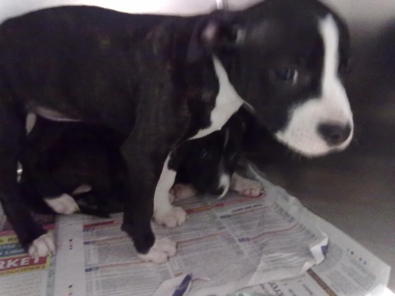 THREE 8 WEEK OLD PIT BULL PUPS LEFT TO DIE, NOW LOOKING FOR A KIND LOVING HOME?? Phone116