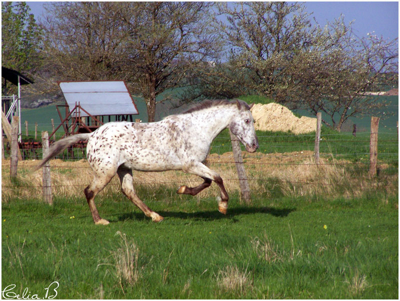 Mes autres chevaux.. 2110