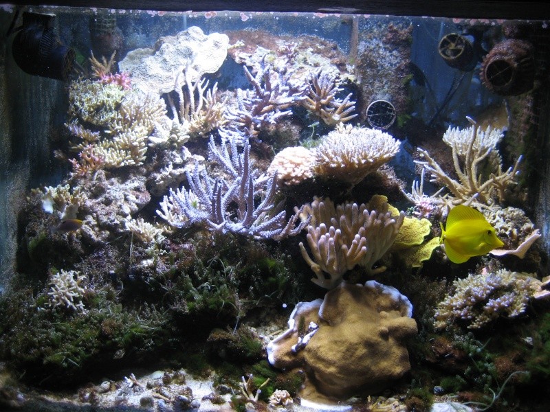 Le 500 litres de reef : Novembre 2012 : ça repart !! - Page 6 Img_5710