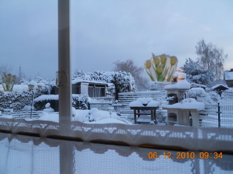 MON JARDIN SOUS LA NEIGE Dscn0418