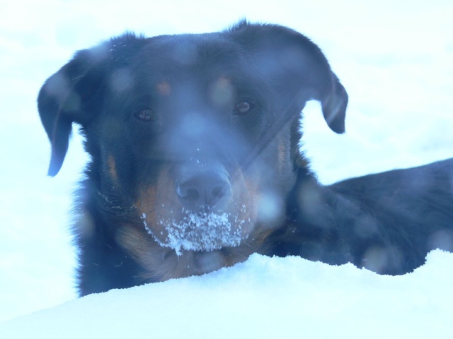 Concours photo chien hiver 2010/2011 - Page 3 P1070111