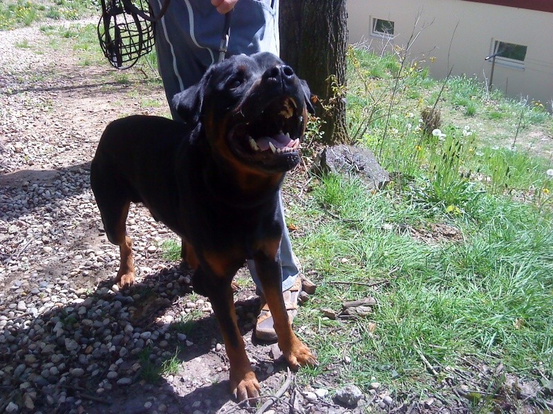 Ayron un magnifique rottweiler Ayron_10