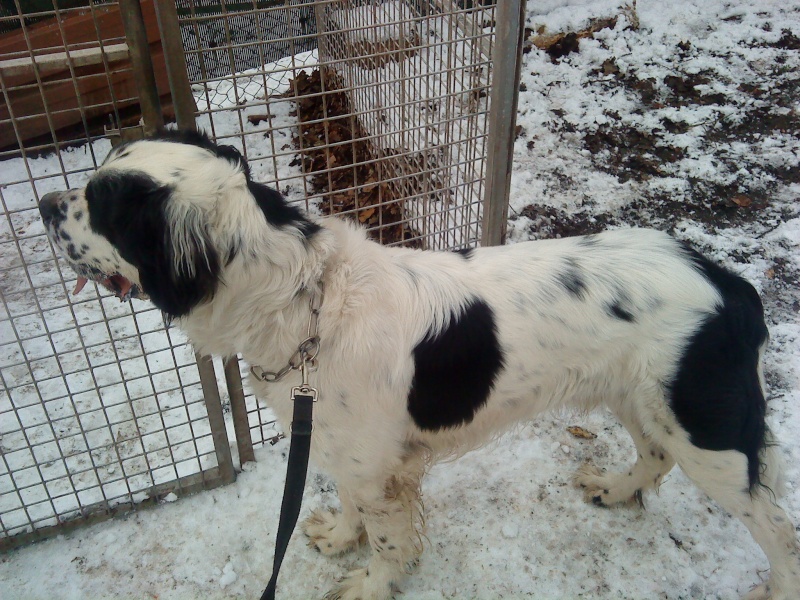 Beethoven croisé St Bernard Beetho10