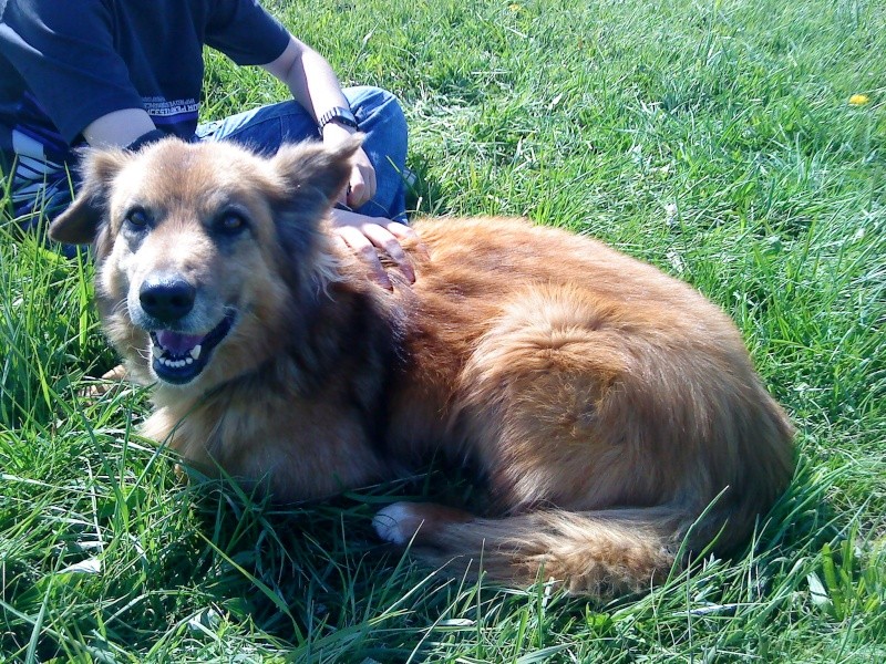 COOKIE - x  berger belge    11 ans - Refuge de Sarrebourg (57) Cookie14