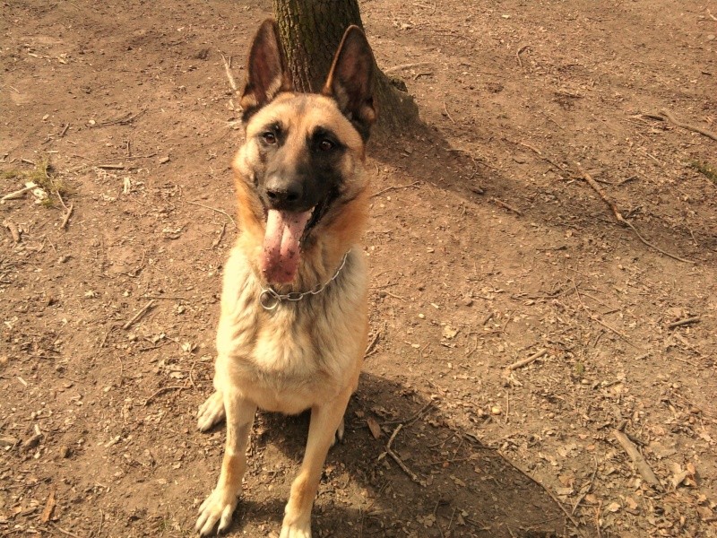 Diego berger malinois de 1 an 1/2 Diego10