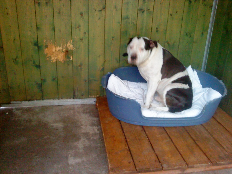 Bouba amstaff noir et blanc né en 2006 Dsc00210