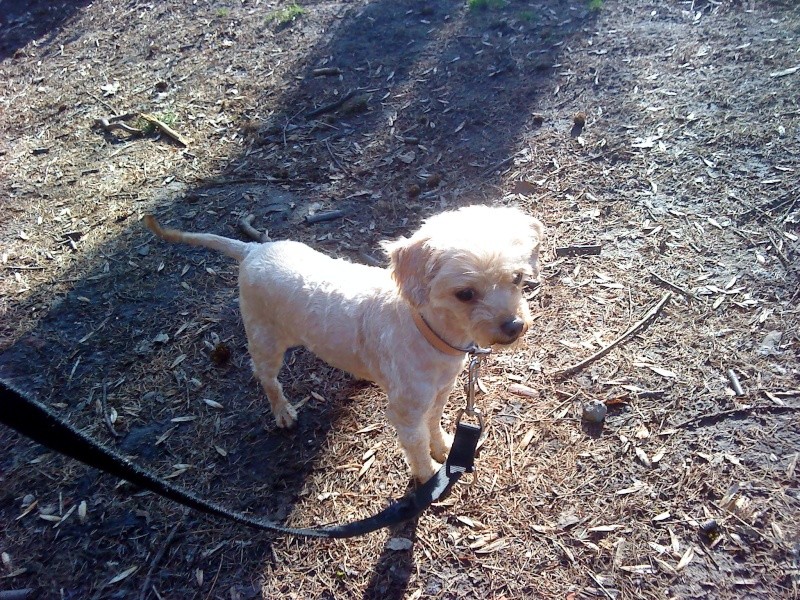 Bella toute petite croisée caniche née en 2006 Dsc00641