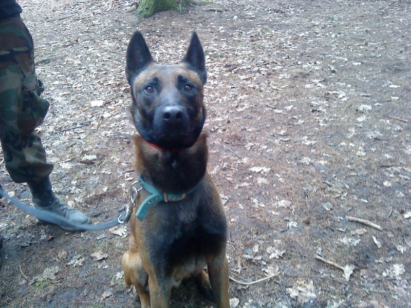 Baltus malinois né en 2006 - refuge SPA de Forbach Dsc05110