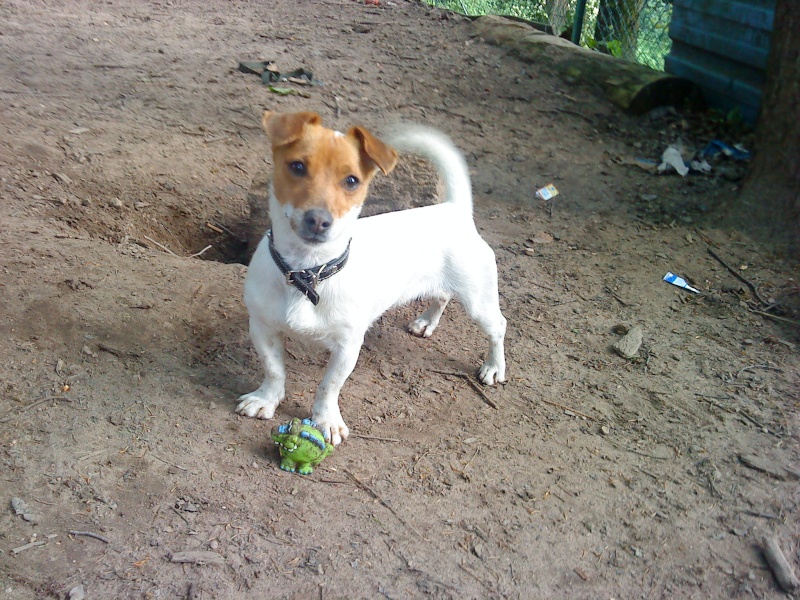 Nina jack russel de 8 mois Dsc06219