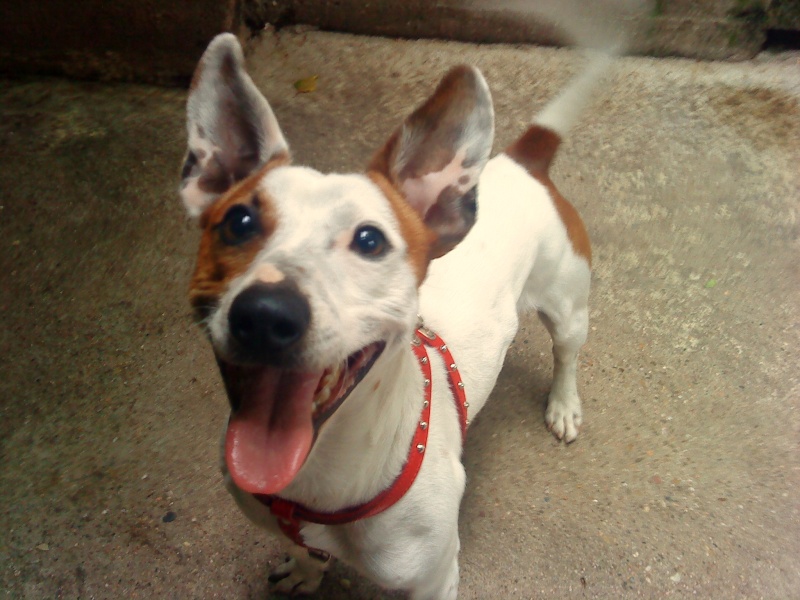 Cacahuète jack russel de 4 ans Dsc06511