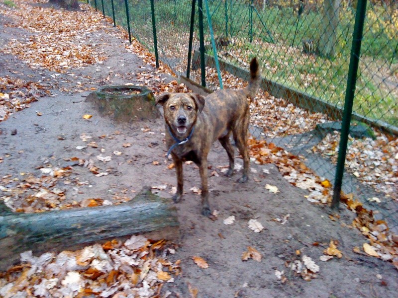 Chocolat croisé boxer bringé de 2 ans Dsc09014