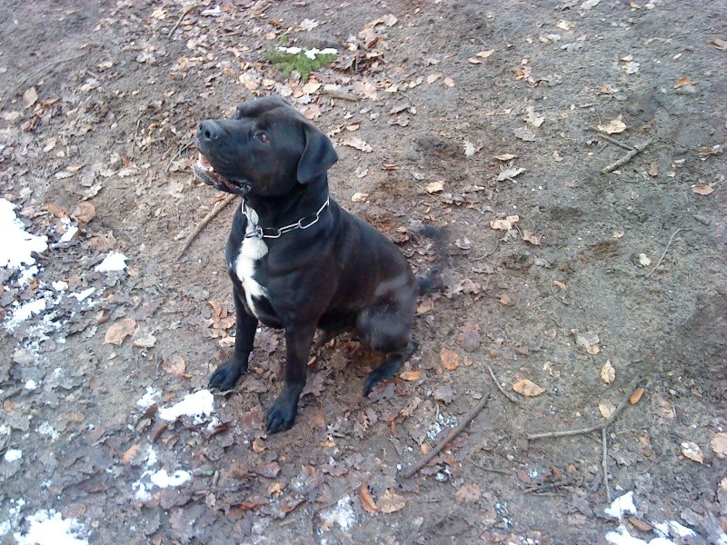 Taz croisé cane corso de 2 ans - Page 2 Dsc09224