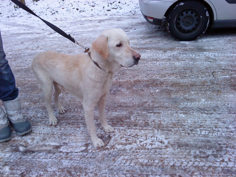 Gypsi labrador de 8 ans au passé triste Dsc09310