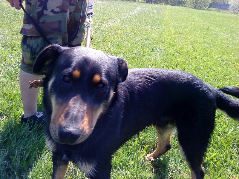 HADDOCK, croisé BEAUCERON, parainnage et adoption SARREBOURG Haddoc20