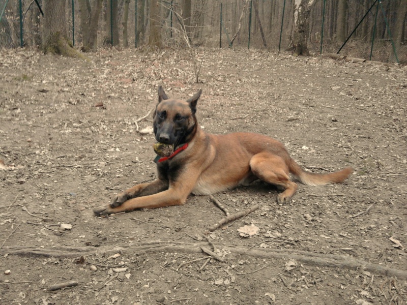 Baltus malinois né en 2006 - refuge SPA de Forbach Photo026