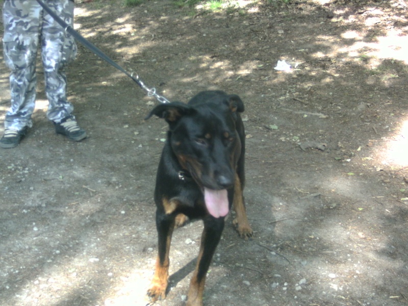 Mozart Beauceron de 1 an - Page 2 Pict3213