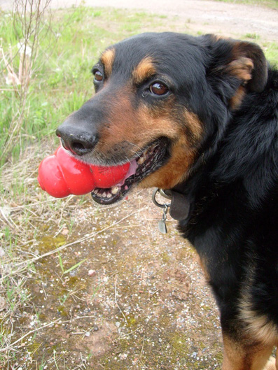 Black, x beauceron très joueur, 9 ans dont 1 de refuge - Page 4 S7300311