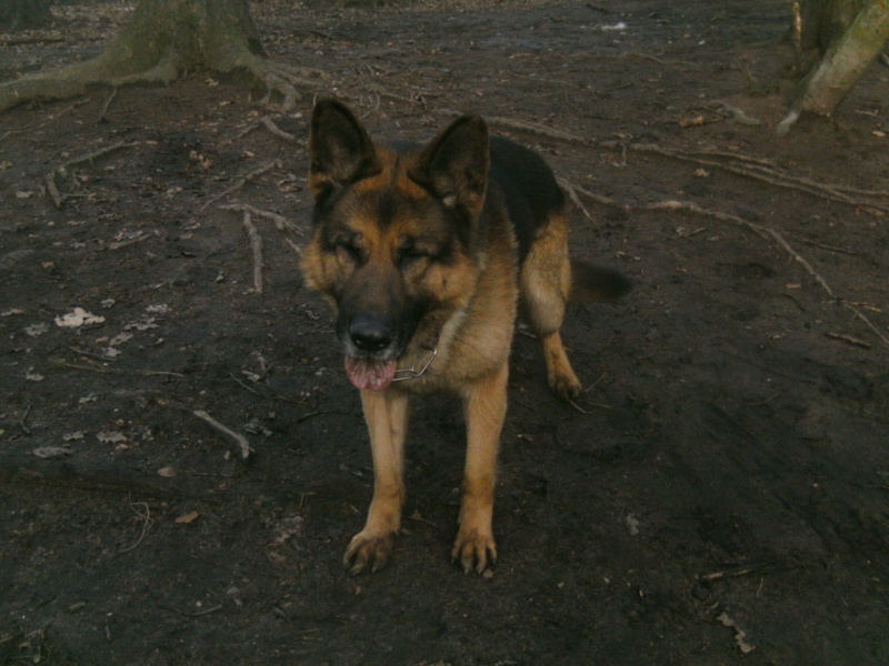 Tasko, berger allemand né en 2002 Tasko610