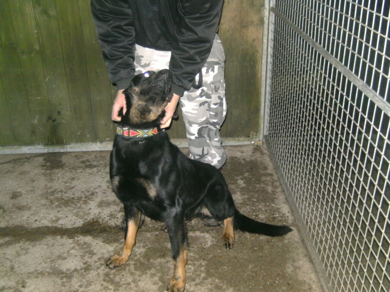 Tyson beauceron de 3 ans Tyson910